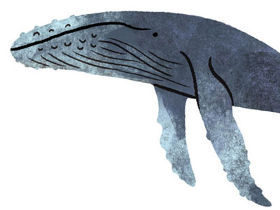 Humpback Whale animal kingdom animals icon illustration marine life nature science whale