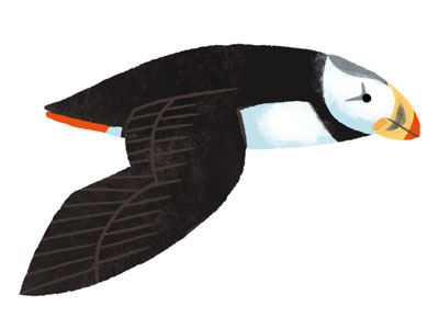 Puffin bird icon illustration nature puffin science wildlife