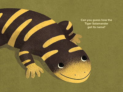 All About Salamanders animals childrens books educational illustration science tiger salamander