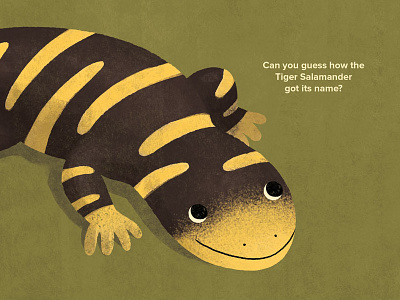 All About Salamanders