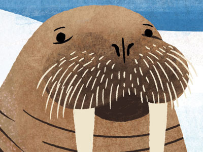 Hey guys animals arctic childrens books educational environment funny illustration nature walrus