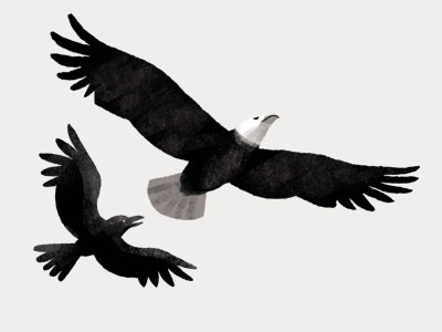 Raven chasing Bald Eagle birds conservation environment illustration nature spot art