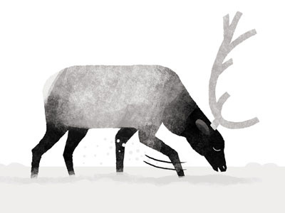 Elk animals banff canada elk illustration national parks nature spot art wildlife