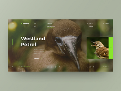 Westland Petrel bird design grid layout site ui ux web design web site
