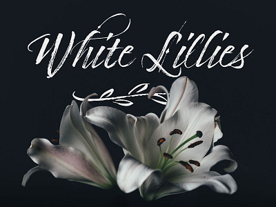 Lillies font lillies love script timberline type writing