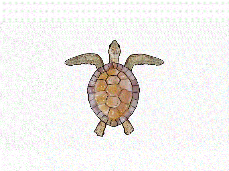 Green Sea Turtle Swimming Watercolor 2D Animation 1080p 2d animation animated animation black turtle cheloniidae flipper green green sea turtle green turtle hd high definition large sea turtle species motion graphics pacific green turtle sequence swim swimming top view turtle