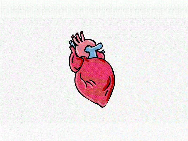 Beating Hear Cartoon Cartoon 2D Animation 2d animation animation aorta beating heart cardiac cycle contraction diastole health heart human heart mdeical medicine movement muscle pulsating pumping systole ventricles ventricular diastole vibration