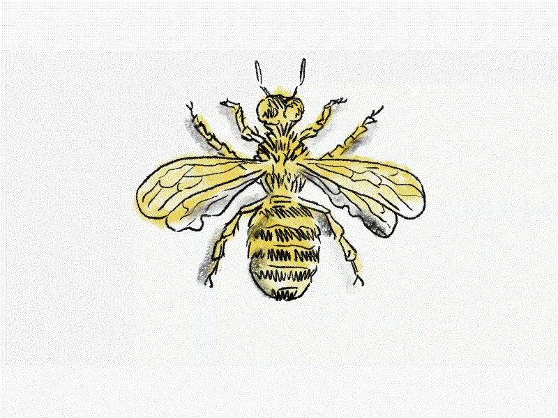 Honey Bee Wildlife T-shirt – Wildlife Drawings by Jim Wilson-saigonsouth.com.vn