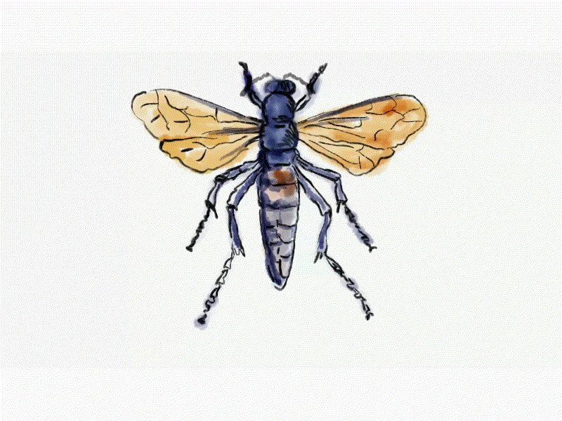 Spider Wasp Drawing Time Lapse 2D Animation 2d animation abdomen animation bug drawing exoskeleton fly head hexapod invertebrates insect motion graphics pest spider wasp thorax time lapse time lapse timelapse video wasp wing