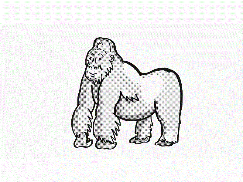 Silverback Gorilla Farting Drawing 2D Animation