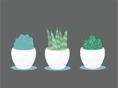 Succulents design illustration plants