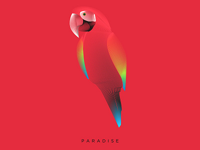 PARADISE adobe animals artwork design illustrator parrot spectro summer vector