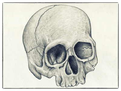 Skull Pencil drawin anathomy drawing kzloty pencil skull
