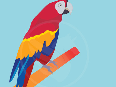 Vector Parrot Bird Illustration