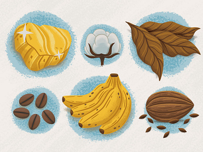 Infographic 3 bananas beans cocoa coffee cotton gold illustration infographic leaves poverty tobacco