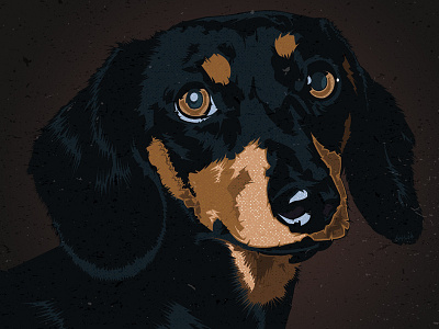 Dachshund dachshund dog illustration illustrator puppy vector wiener dog