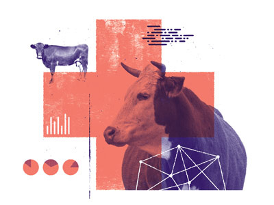 Heifer Help collage dairy data spot illustration texture