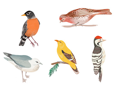 Birds Illustration