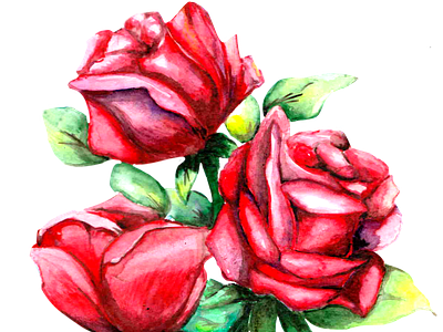 red rose green leaf aquarelle aquarell art design flowers flowers aquarelle green green light red rose