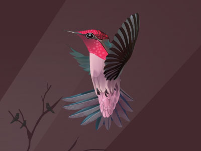 Bird creative design illustration layout personal site portfolio