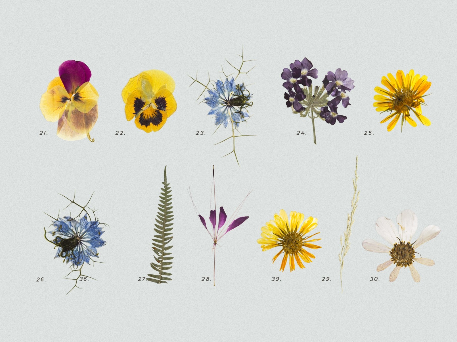 Pressed Dry Flowers & Herbs Vol.2 by Mockup5 on Dribbble