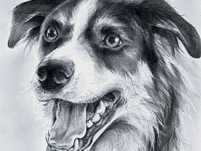 Border Collie portrait black and white dog graphite pencil photorealistic portrait sketch