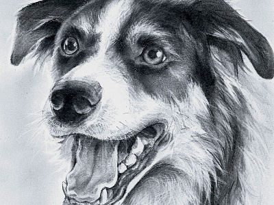 Border Collie portrait