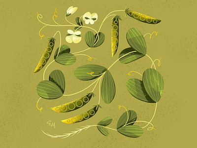 green pea botanical draw green pea illustration illustrator procreate
