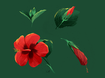 Chinese hibiscus botanical draw flower illustration illustrator procreate