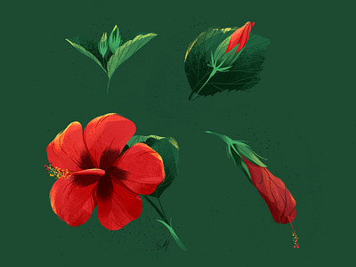 Chinese hibiscus