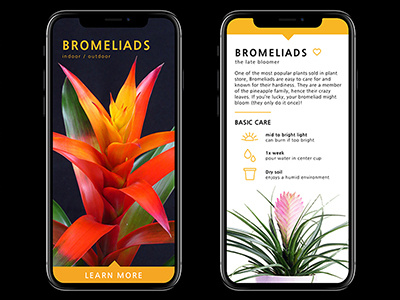 Plant App appdesign bromeliads howto mobiledesign plants