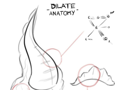 Dilate - Anatomy