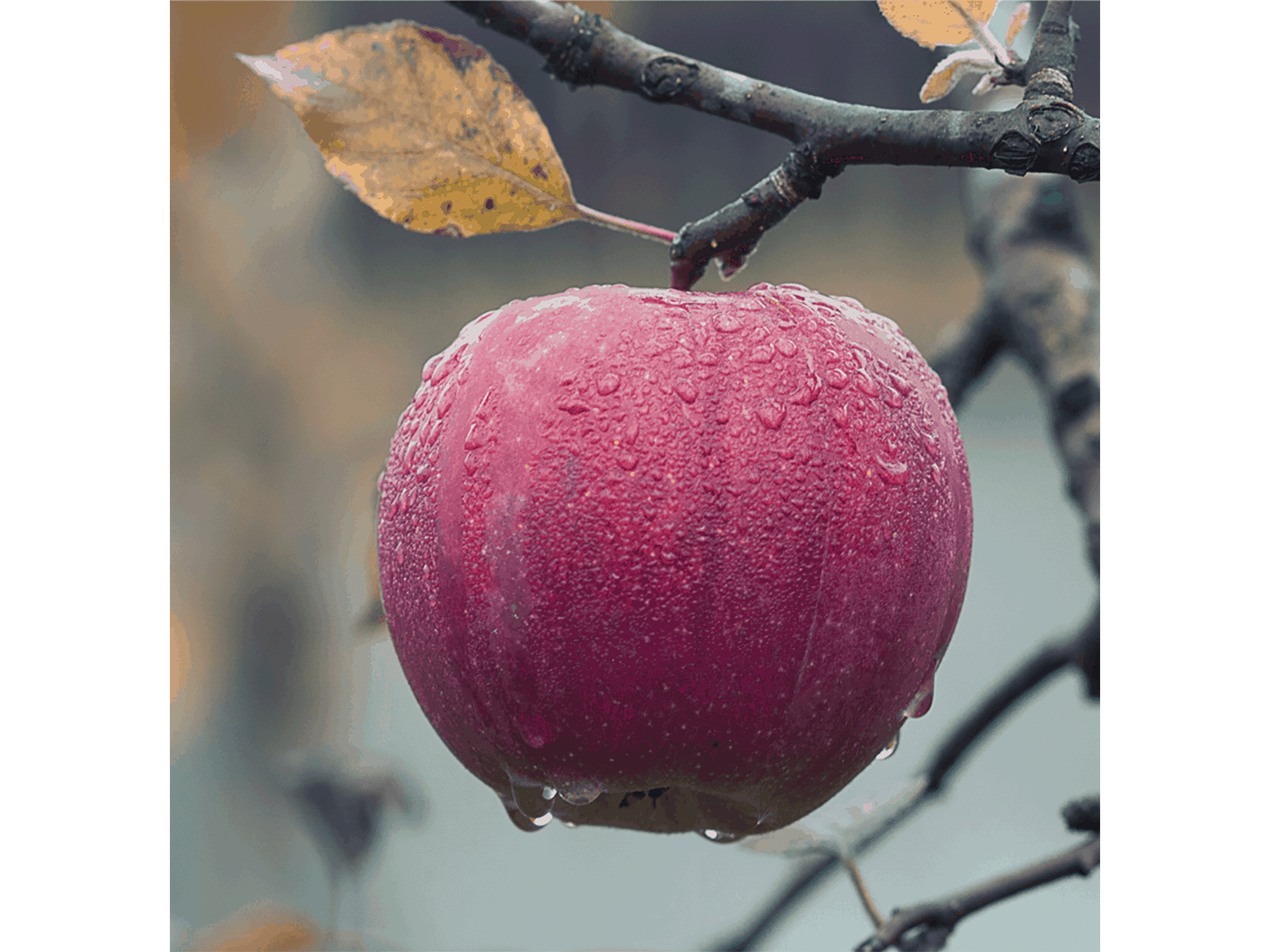 Apple drip by Linnea Ferreira on Dribbble