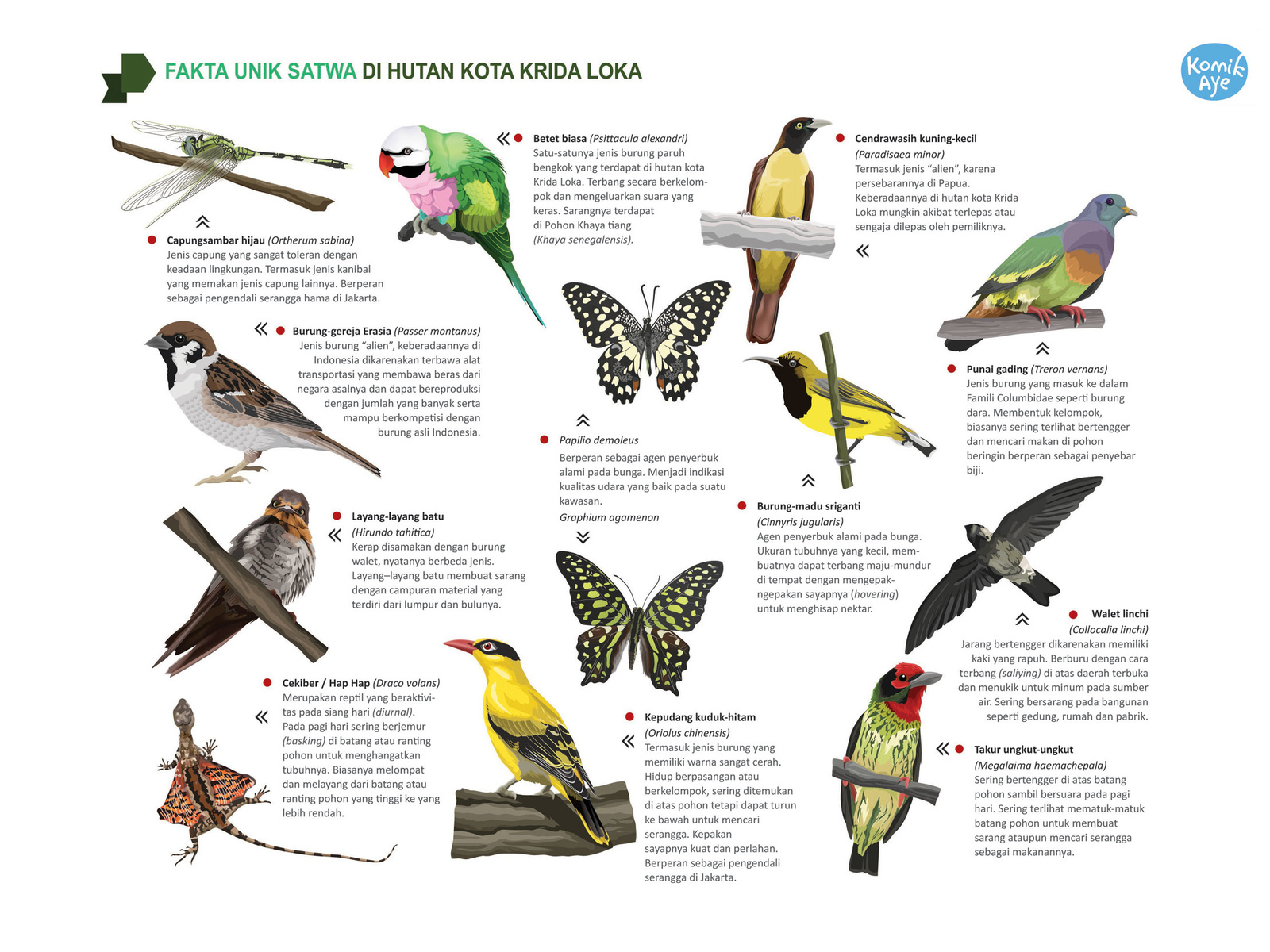 Part Of Infographic For Kridaloka By Komikaye Studio On Dribbble