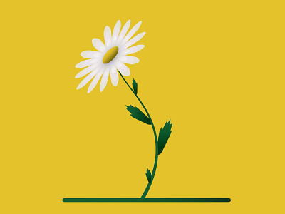 Oxeye Daisy daisy flower lineless oxeye daisy simple vector vector wildflower