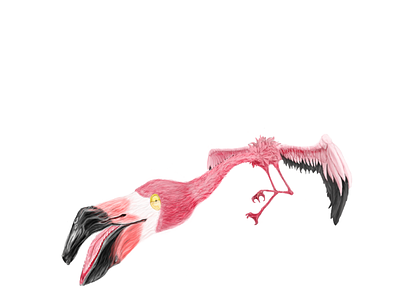 Flamingo Illustration adobe illustrator adobe photoshop animal art bird detail flamingo illustration pinky