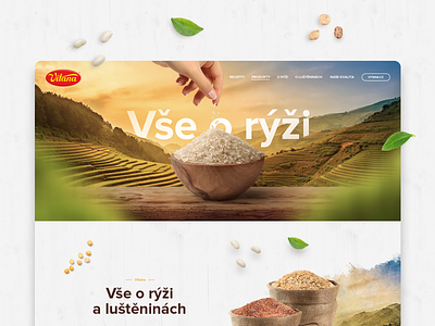 All About Rice – Vitana art bio food harvest history illustration leaf microsite nature playful recipes rice website