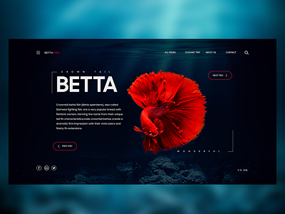 Web UI Betta Fish- Adobe XD adobe xd ui design uxui design web deisgn