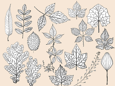 Foliage botanical illustration foliage