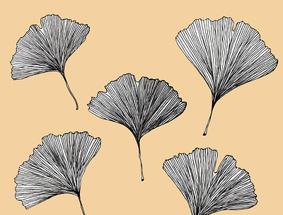 Ginko biloba botanik botanic botanical illustration element ginko