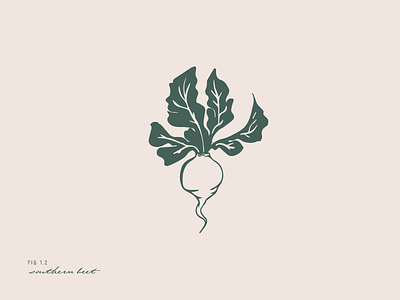 Beet beet illo illustration ink sketch vegetable veggie