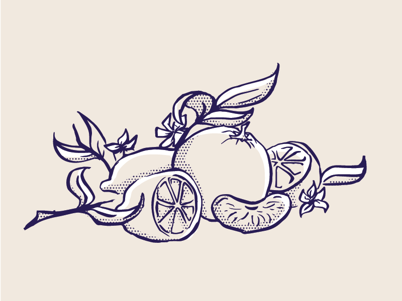 Fruity illo quick sketch neutral beige halftone citruses oranges orange illustration sketch