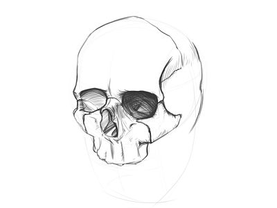Skull #01 anatomy drawing sketch