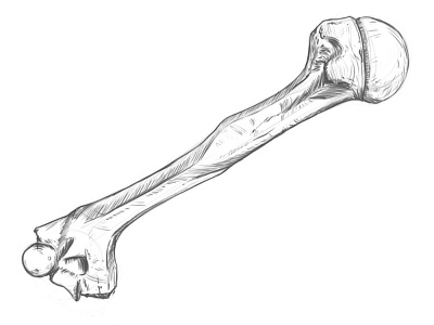 Humerus, Drawing #02. anatomy anatomy drawing design digital drawing drawing illustration rodriguez ars sketch
