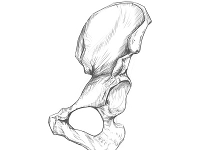 Pelvis bone, Drawing #03 anatomy drawing illustration sketch