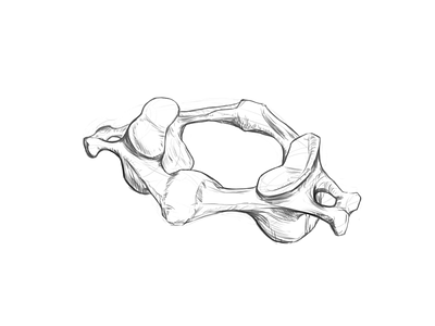 Atlas vertebrae #05 anatomy drawing rodriguezars sketch