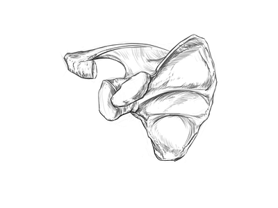 Scapula drawing #07 anatomy design drawing illustration minimal rodriguezars sketch
