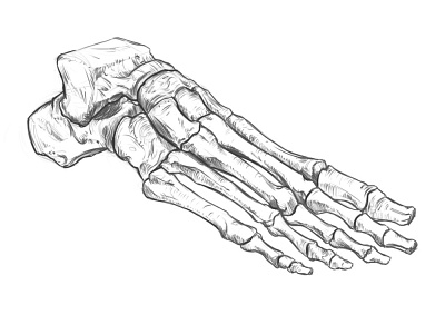 Foot Drawing. anatomy drawing digital drawing