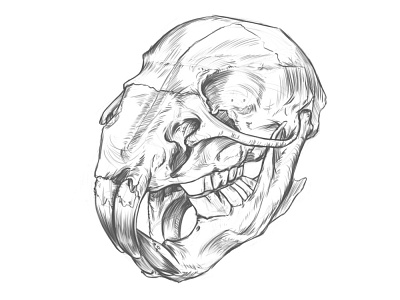 Rat skull Drawing.