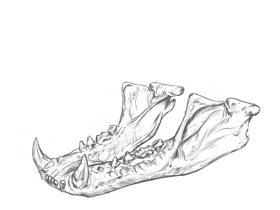 Anatomy drawing study Animal Jaw.